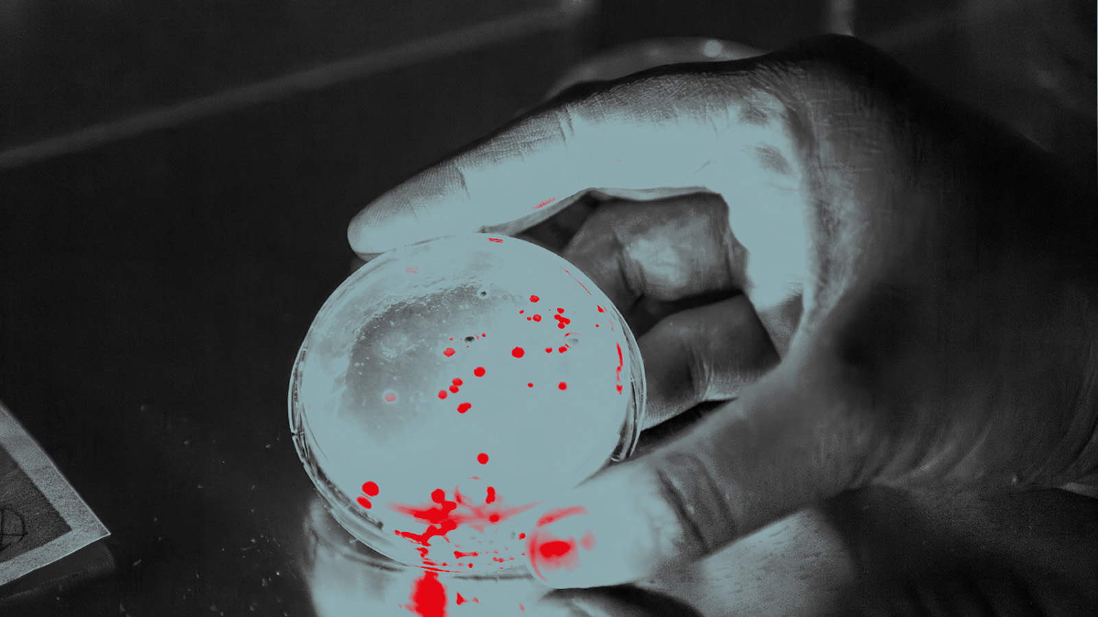 självlysande bakterier